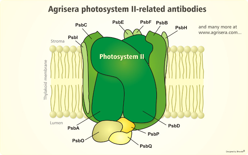 Agrisera Photosystem II antibodies